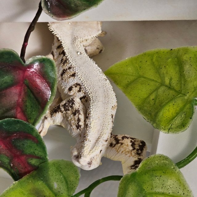 릴리화이트 솔리드백