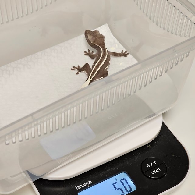 슈퍼스트라이프 아잔틱 풀핀