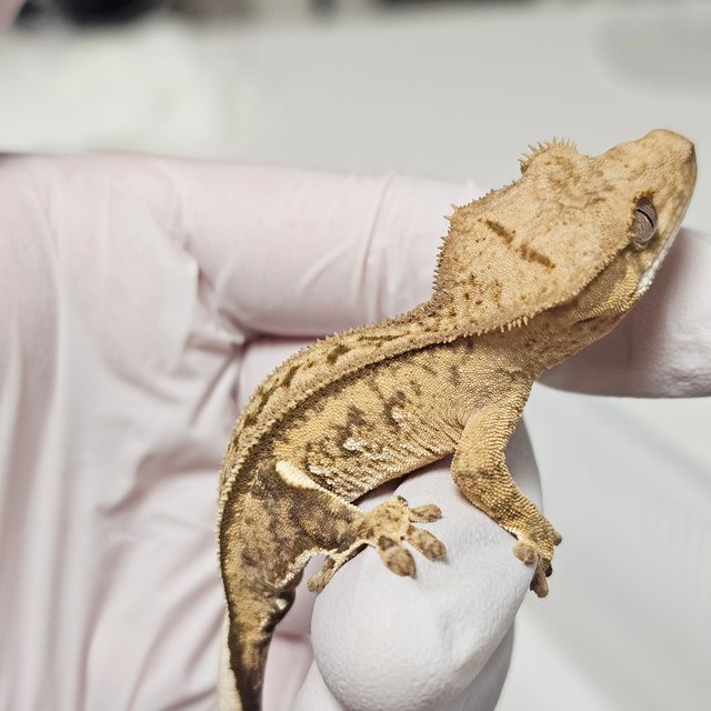 100%헷아잔틱 팬텀 슈퍼스트라이프