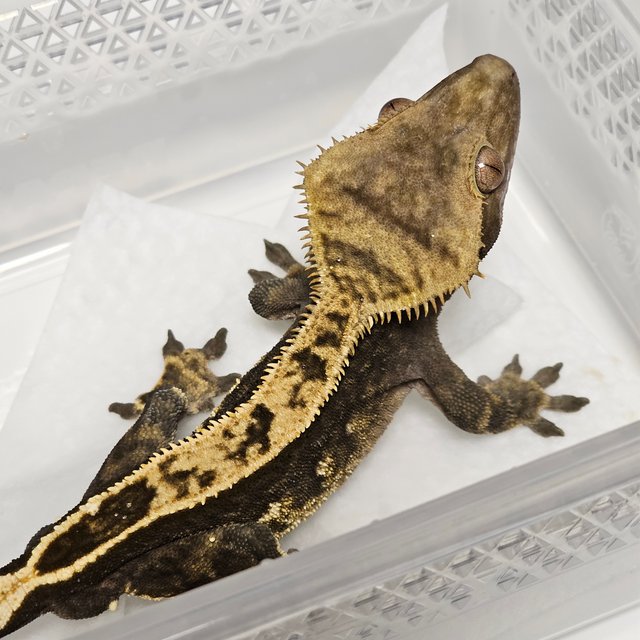 100%헷아잔틱 풀핀 다크