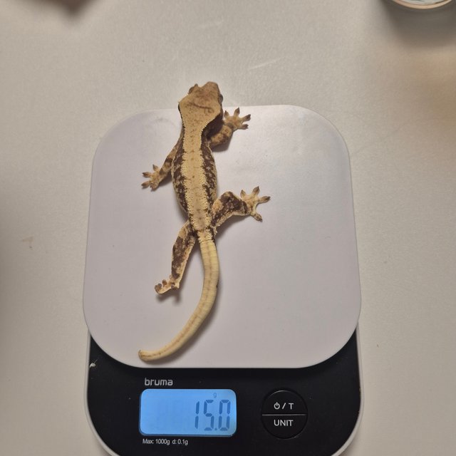 릴리100%헷아잔틱