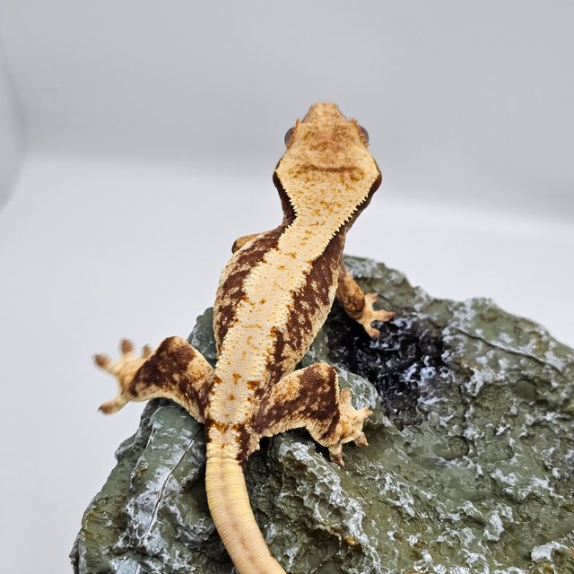 릴리100%헷아잔틱