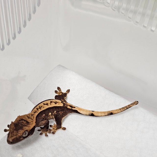 노멀 풀핀 트라이