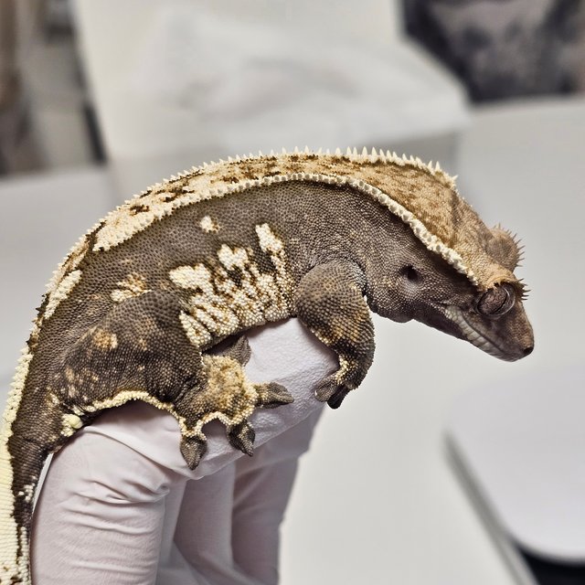 트라이 익스트림할리퀸