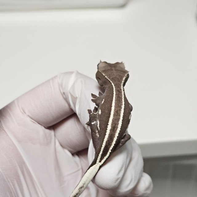 슈퍼스트라이프 아잔틱 풀핀