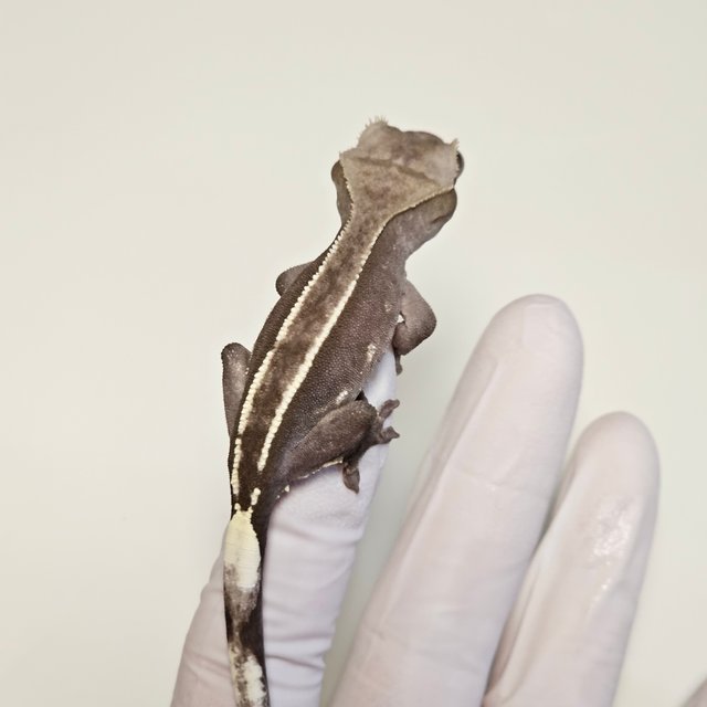 아잔틱 핀스트라이프