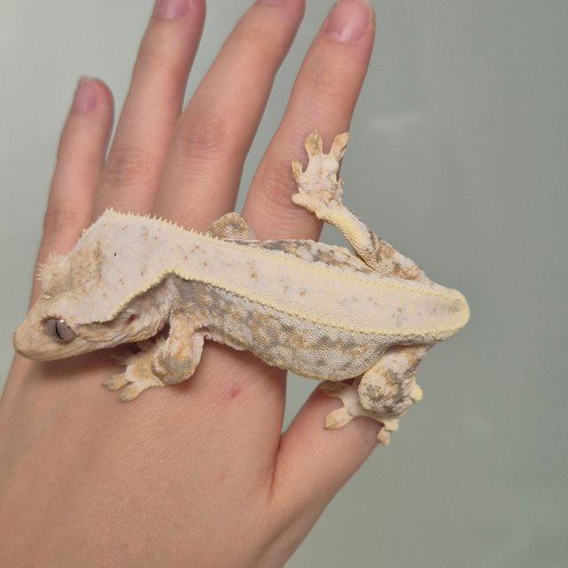 릴리100%헷아잔틱