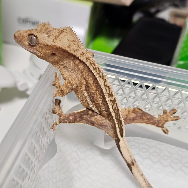 100%헷아잔틱 풀핀 쿼드