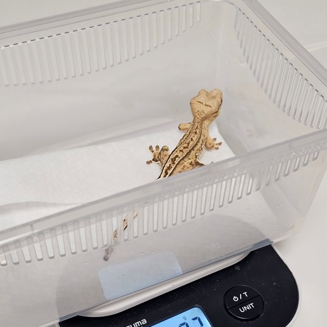 100%헷아잔틱 팬텀 슈퍼스트라이프