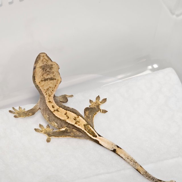 노멀 풀핀 트라이