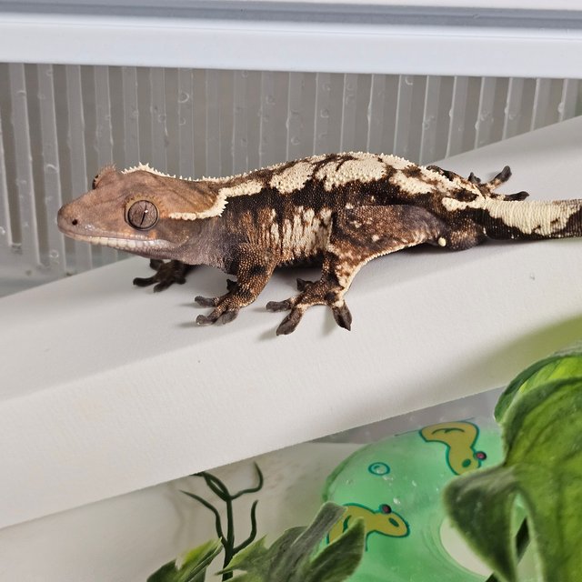 100%헷아잔틱 세이블