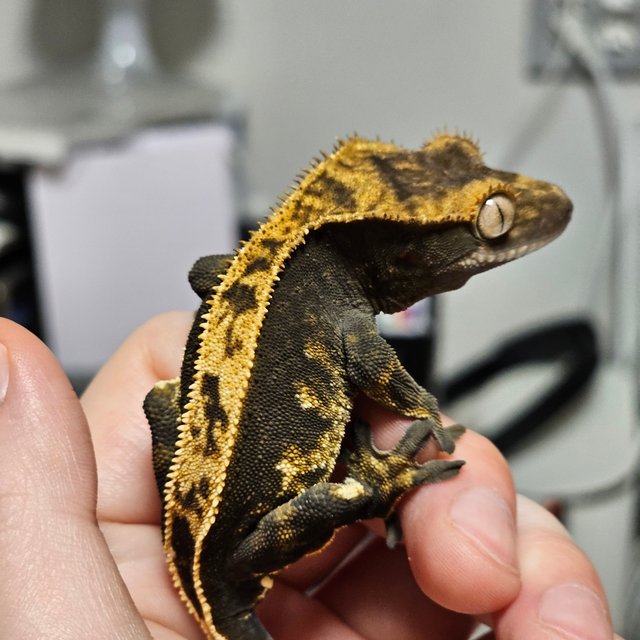 100%헷아잔틱 풀핀 다크