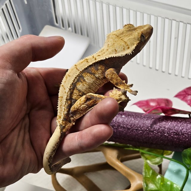 화이트스팟 트라이 익스트림할리퀸