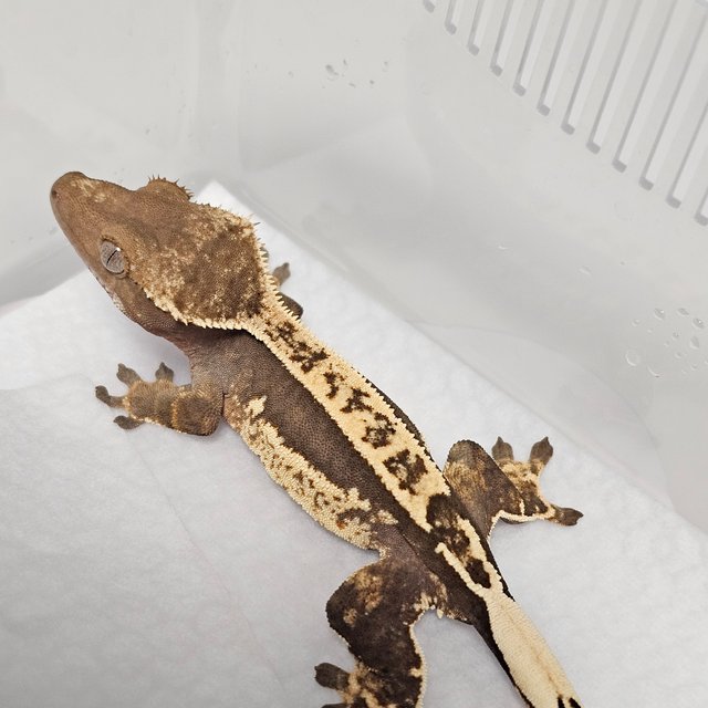 쿼드 핀스트라이프