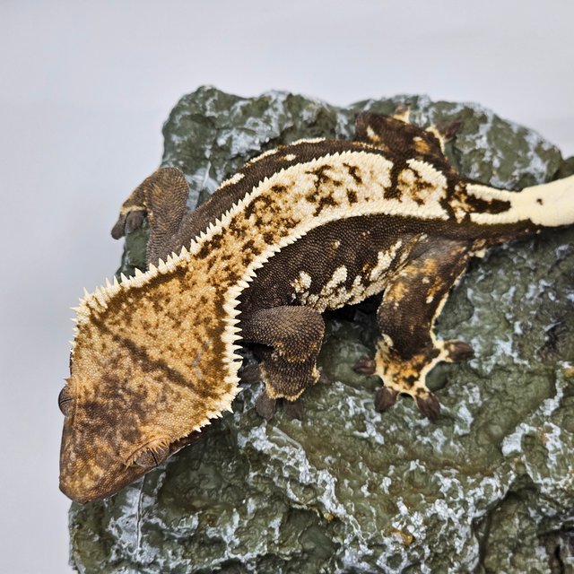 트라이 익스트림할리퀸