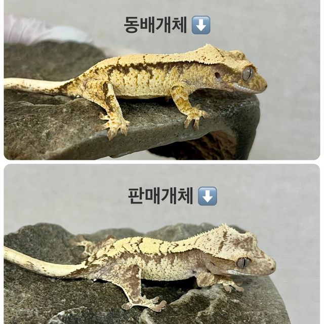 노멀 드리피