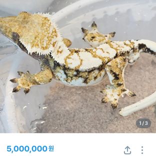 브루노마스