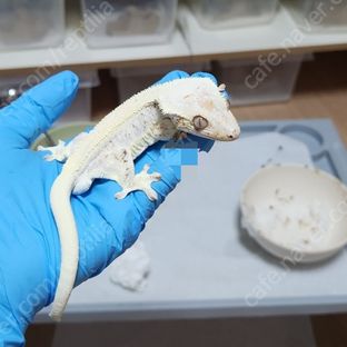 복덩이남편