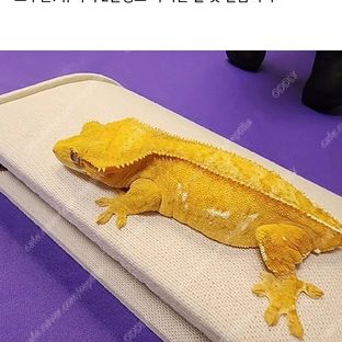 노랭이