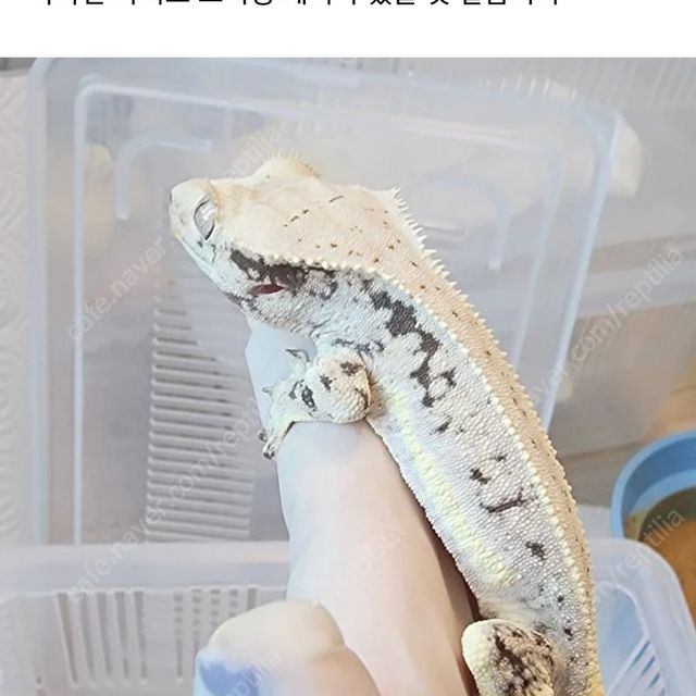 릴리화이트