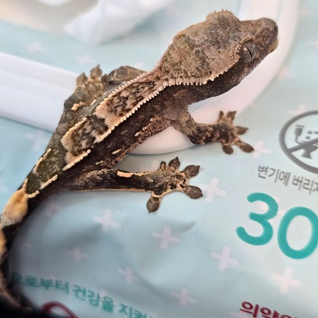 노멀