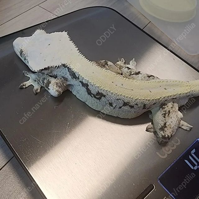 릴리화이트