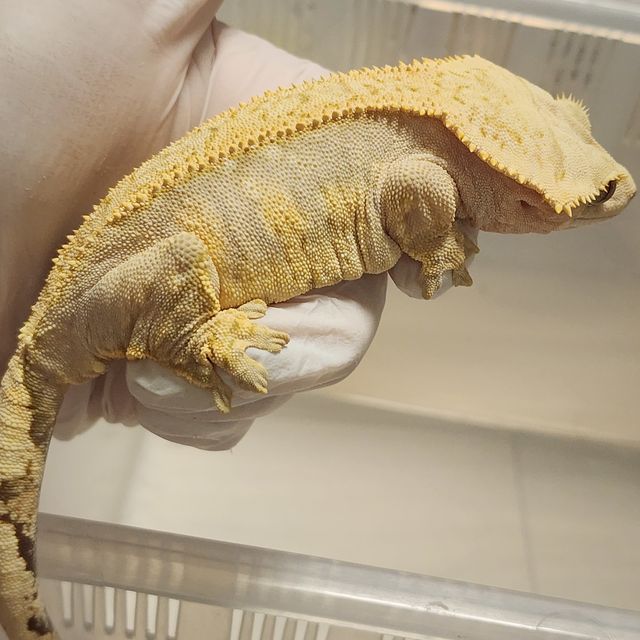 크림시클