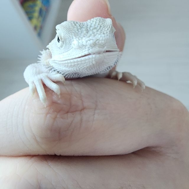 하이포