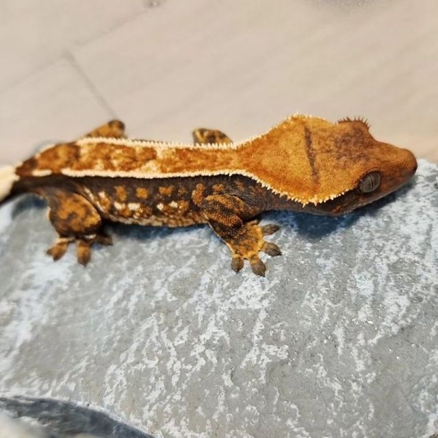 트라이 텐저린