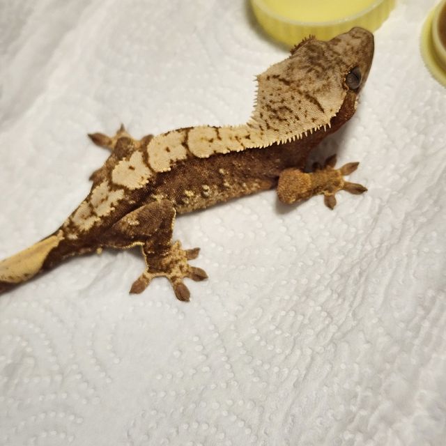 할리퀸 레드