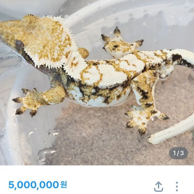 익스트림할리퀸 트라이