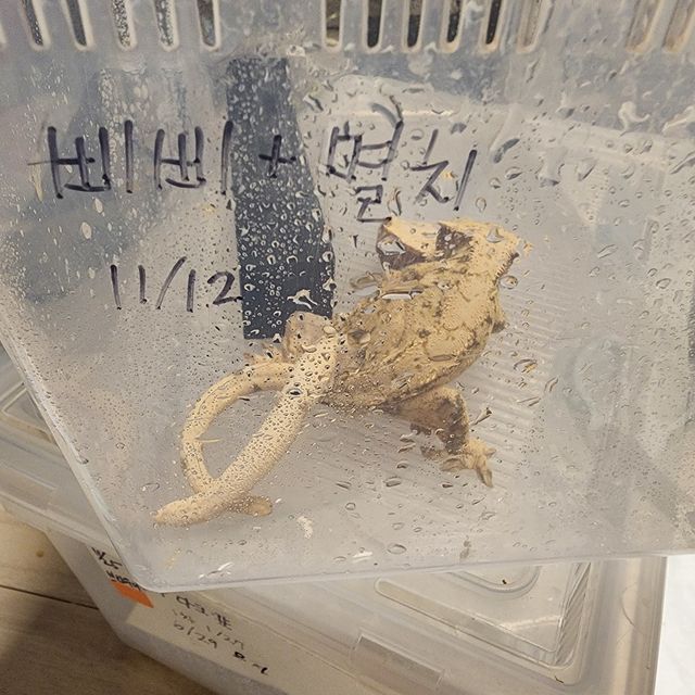 드리피