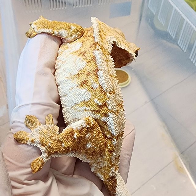 트라이 익스트림할리퀸