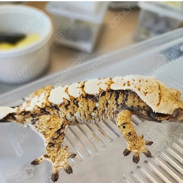 익스트림할리퀸 바브