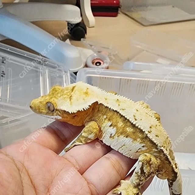 크림 크림시클