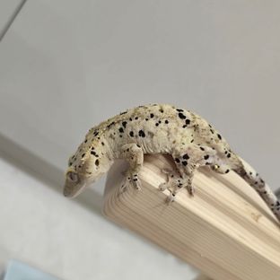 슈퍼달마시안