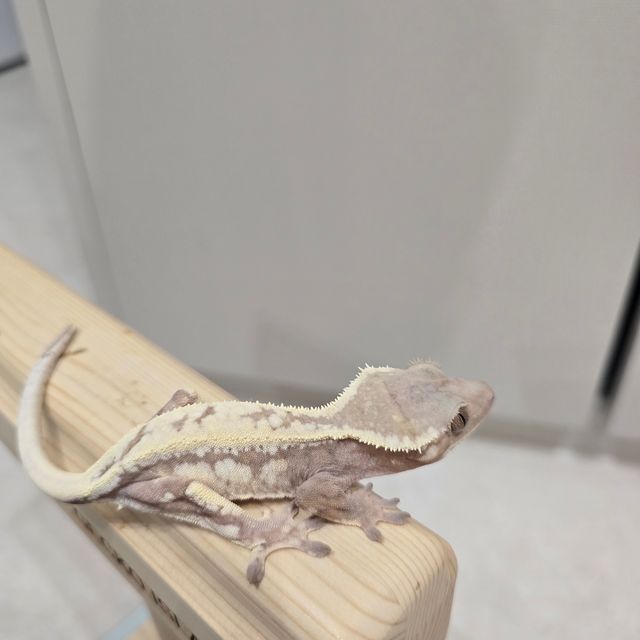 세이블