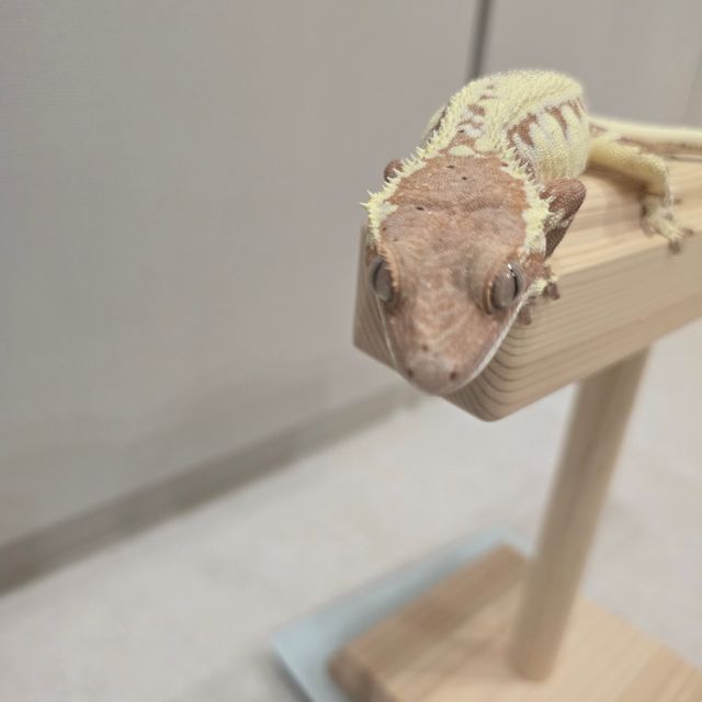 프라푸치노