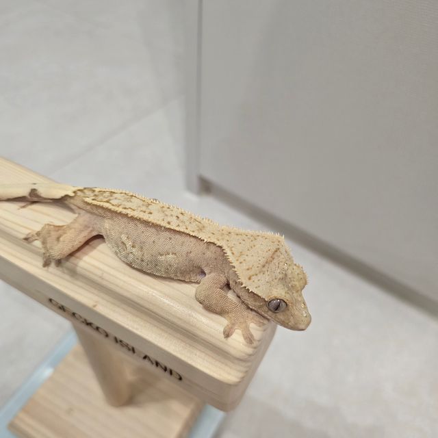 100%헷아잔틱
