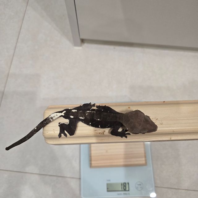 아잔틱