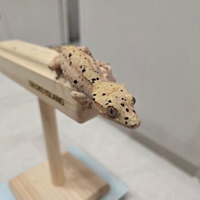 슈퍼달마시안