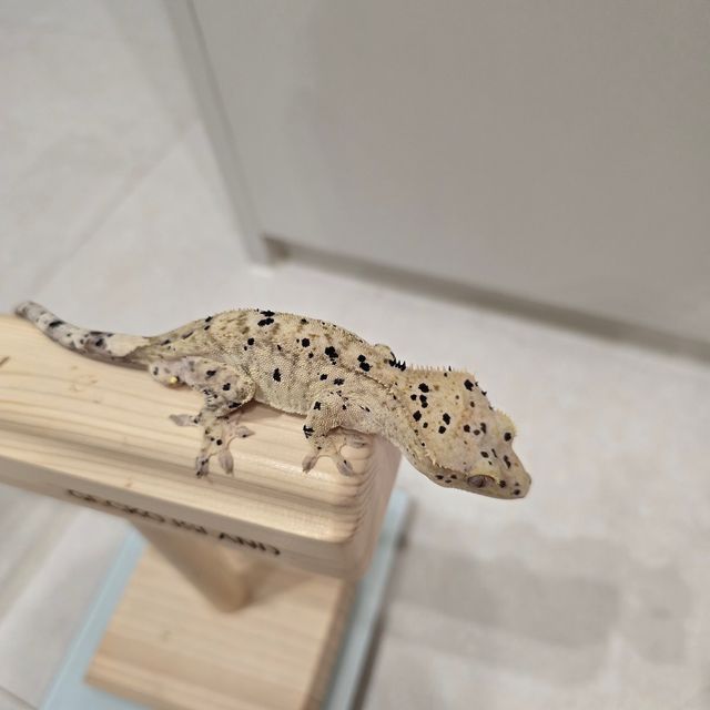 슈퍼달마시안