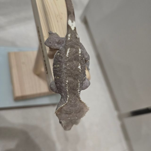 아잔틱