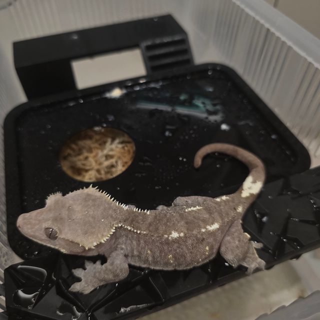 아잔틱