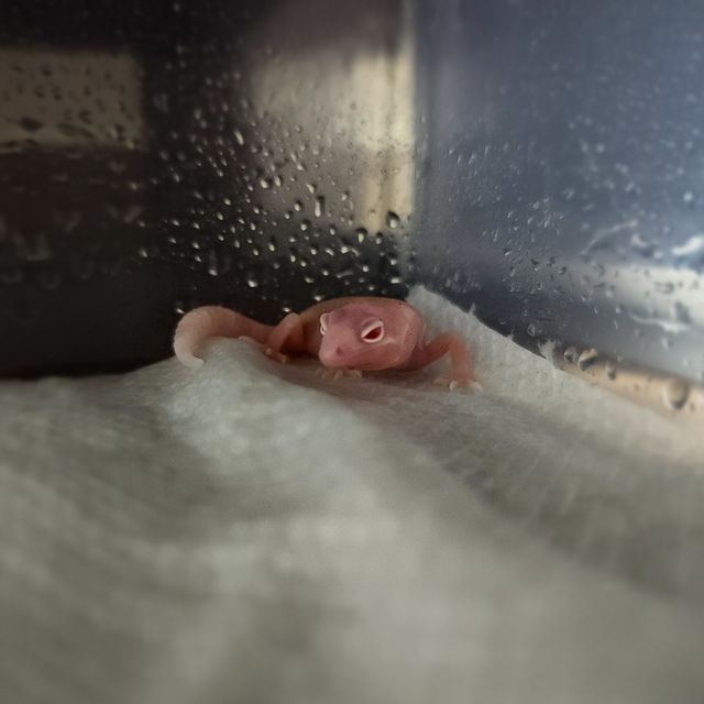 스노우 알비노