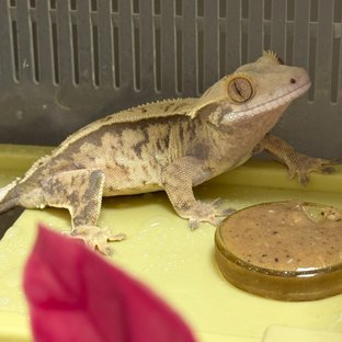 익스트림할리퀸 트라이 노멀 화이트스팟 화이트포트홀