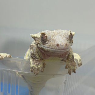 릴리화이트 솔리드백