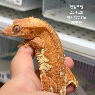 프라푸치노 팬텀 레드