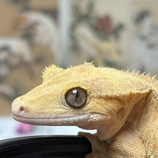 팬텀 릴리화이트 레드