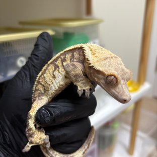 익스트림할리퀸 화이트스팟 화이트포트홀 노멀